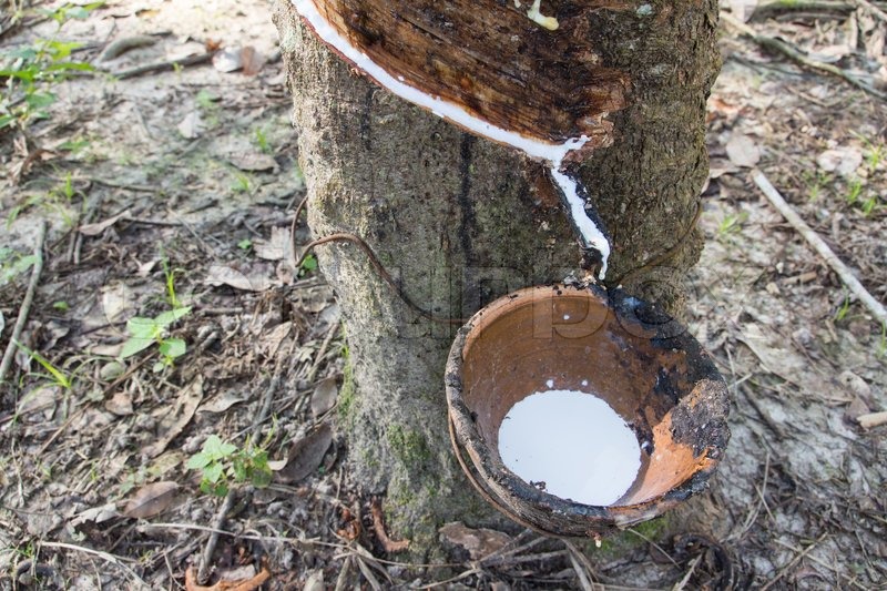 hevea brasiliensis tree