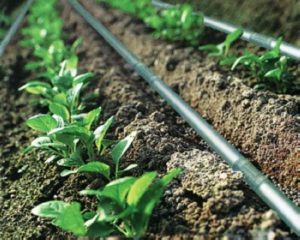 Best Drip Irrigation System